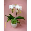 徳島県徳島市ふらわあの花　胡蝶蘭　小鉢仕立て